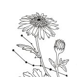 Small taurus daisy constellation tattoo detail